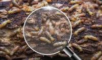 Termite Inspection Melbourne image 7